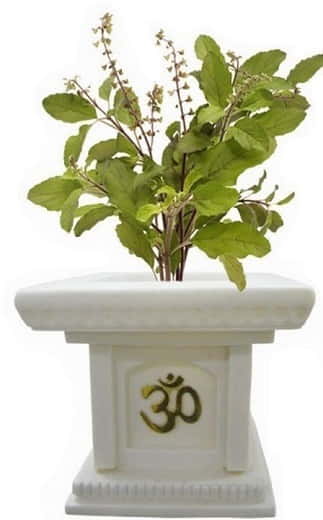 About Tulsi Plant