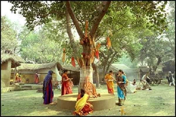 Peepal Tree
