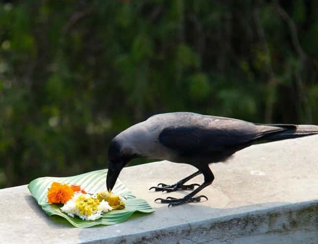 காகத்திற்கு உணவிடுவது ஏன்