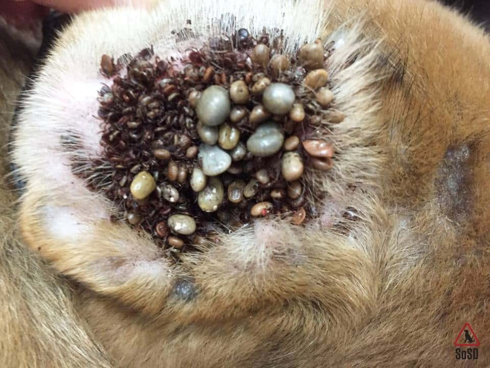 Prevent Animals From Tick