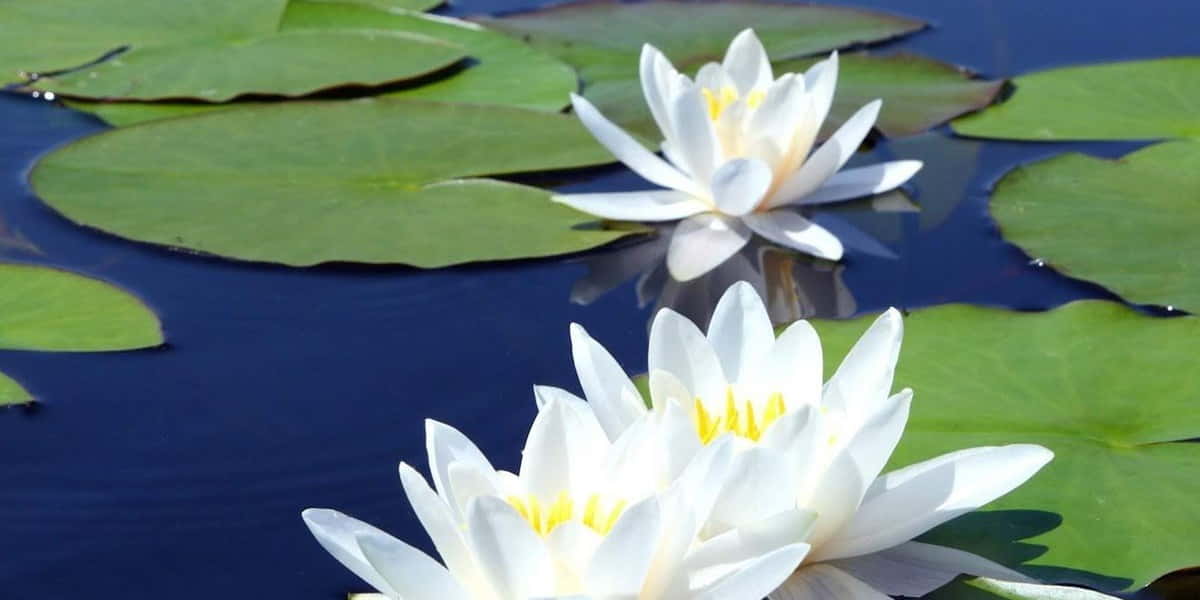 Why Lotus Is Special