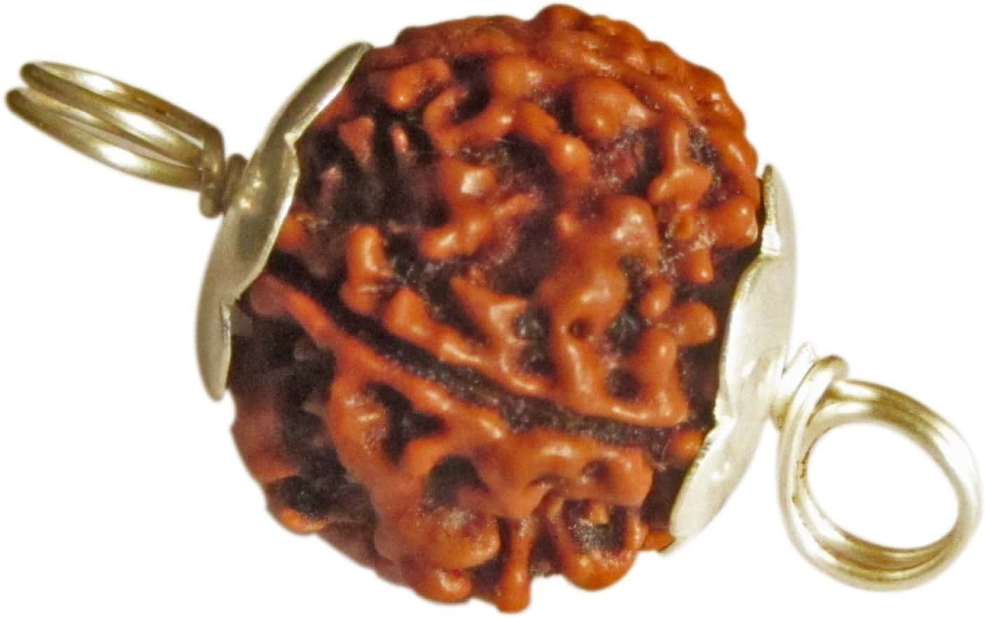 Rudraksha
