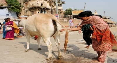 Why Drink Cow Urine