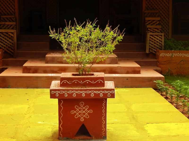 துளசி பற்றிய விஞ்சானம்